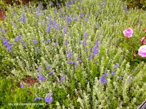 Salvia chamaedryoides - Germander Sage